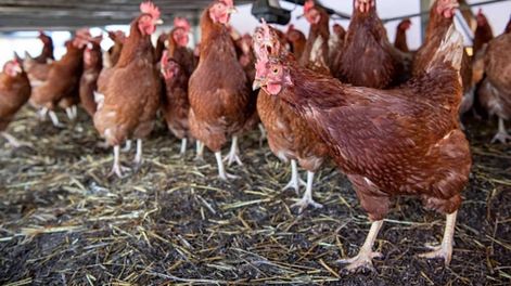 Se tuvieron que sacrificar 200.000 gallinas por un caso positivo de gripe aviar en Chubut.