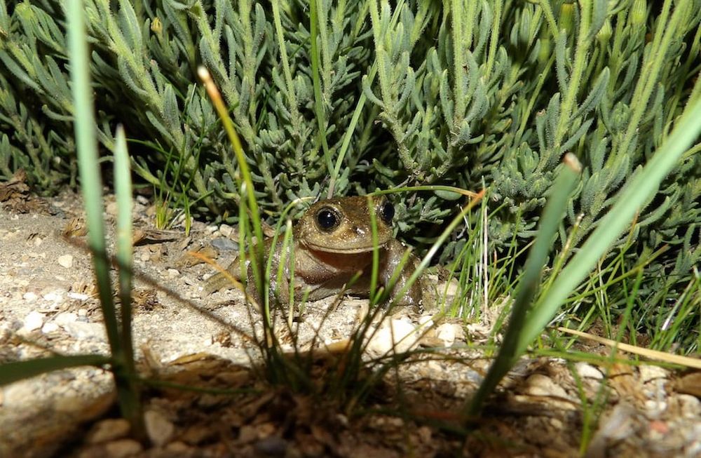 La ranita del Pehuenche es una especie que viven en el sur de Mendoza y está amenazada.