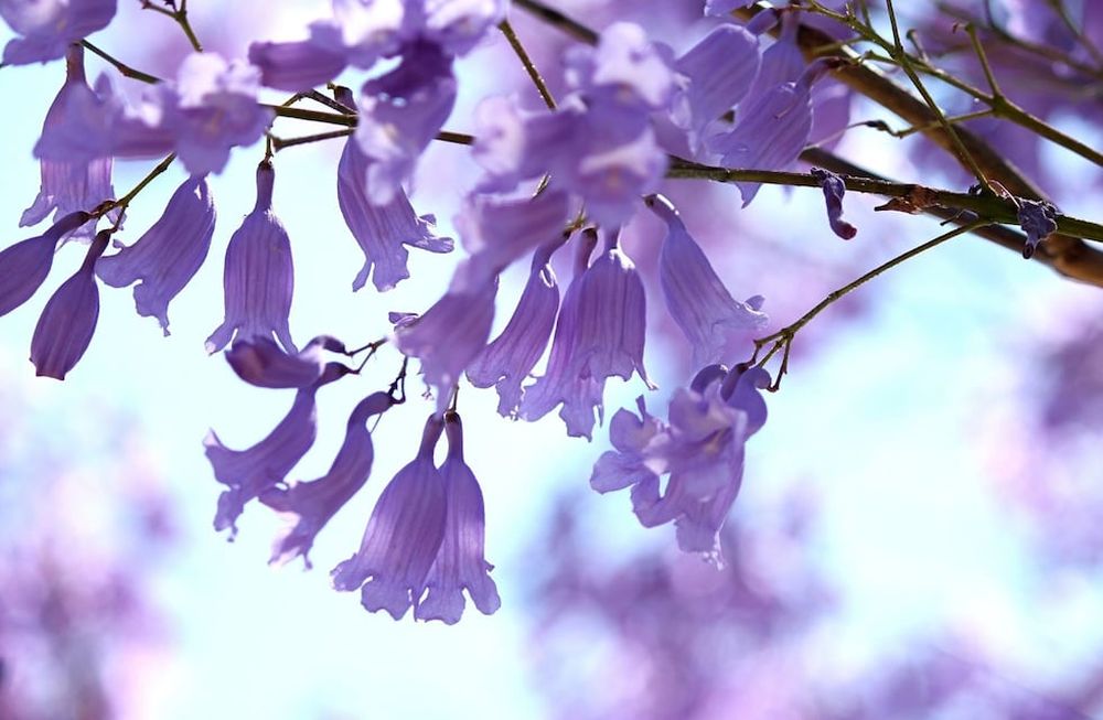 El azul en el jardín: Cuando el 10% se hace notar