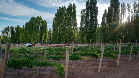 Guarda 14 | El primer viñedo para producción comercial de Malargüe.