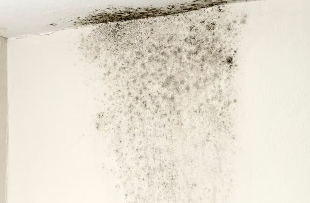 Cómo limpiar una pared con humedad con ingredientes caseros