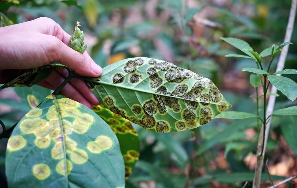 Para alejar a los insectos fácilmente, deberás mantener el jardín limpio, retirar hojas secas y podar las ramas más afectadas. Para alejar a los insectos fácilmente, deberás mantener el jardín limpio, retirar hojas secas y podar las ramas más afectadas.
