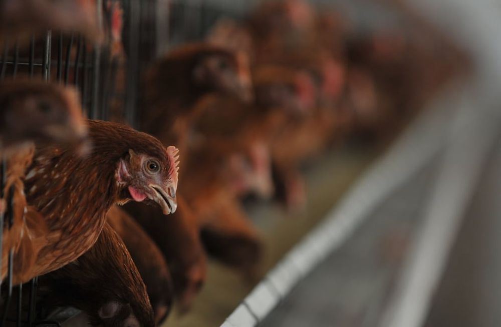 El precio del maple no repunta desde principio de año mientras que el valor de los cereales está en alza y cotiza en dólares. Aseguran que muchas granjas están en rojo. / Foto: Claudio Gutiérrez