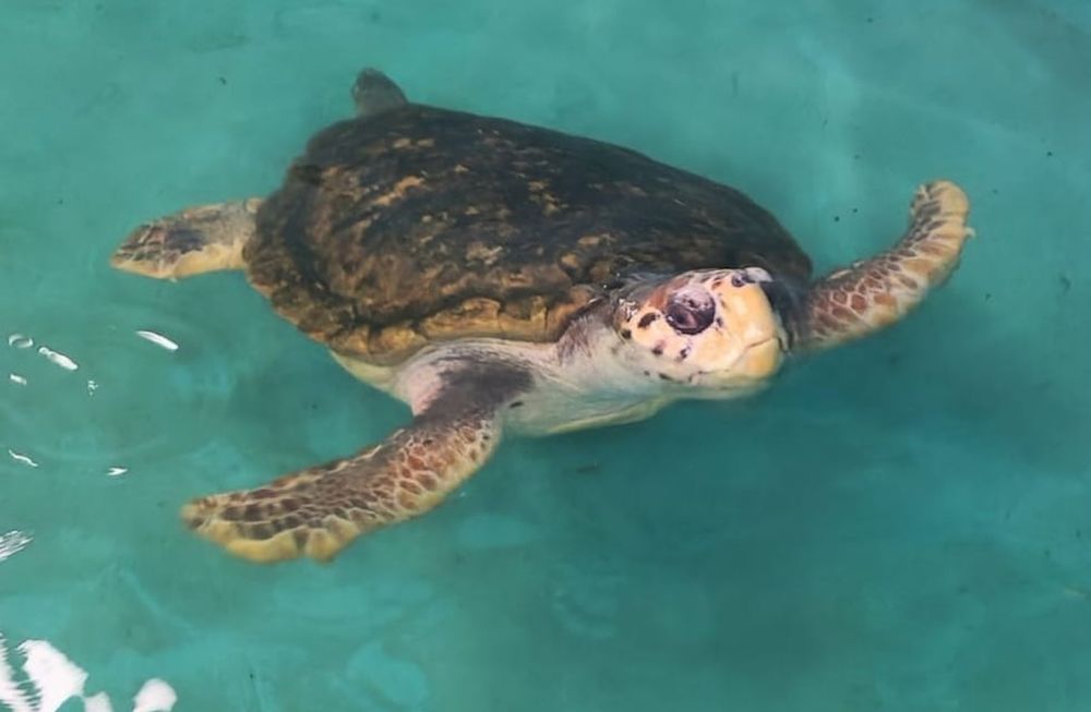 El tortugo Jorge está en Mar del Plata desde 2022, tras cuatro décadas en Mendoza. Será liberado al mar, tras el cierre del acuario y su exitosa rehabilitación.&nbsp;