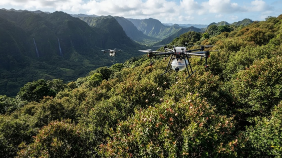 En 1825 Hawái recibió desde Brasil un árbol para alimentar a su población: 200 años después invadió 475.000 hectáreas y ahora lo combaten con drones