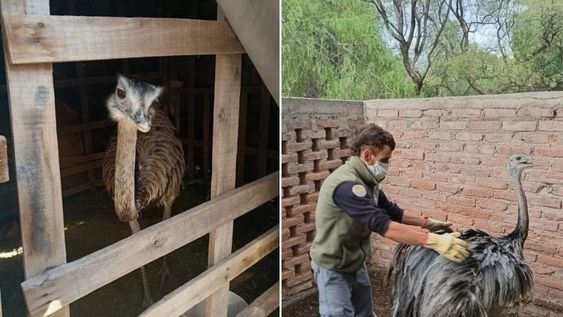 Rescataron dos ñandúes que estaban en cautiverio en Maipú