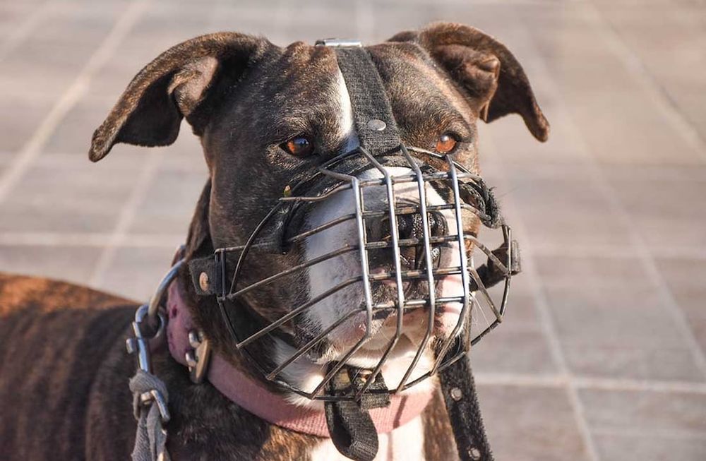 En 2020 su perro se escapó, mordió a una señora que caminaba por la calle y la mató. Ahora su dueña deberá cumplir condena. - Los Andes