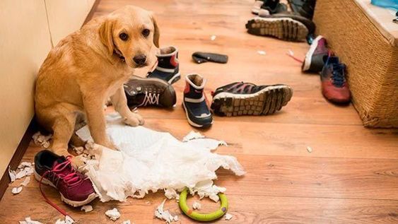 Ansiedad en perros