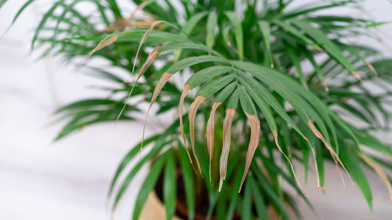 &nbsp;Por qué se secan las puntas de las hojas de las plantas y cómo evitarlo