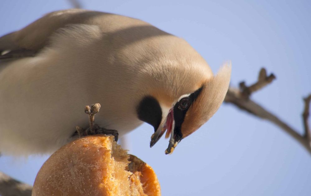 Estas ideas permiten que se llegue a la cosecha con frutos sanos y para que los pájaros acepten otros alimentos ubicados en diferentes zonas del jardín.