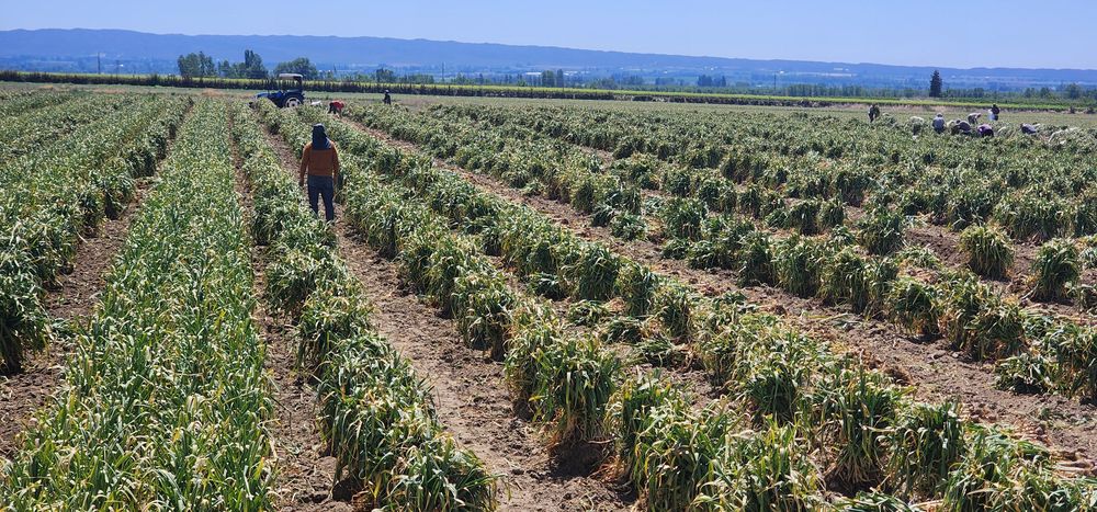 Desde la plantación hasta la cosecha del cultivo, se estima que se pierde entre 8 y 10% del producto.