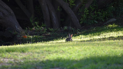 Descubrimiento de una especie rara tras 120 años de su desaparición: Me quedé completamente sorprendido