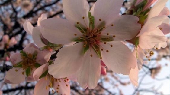 Poda de cerezos, la clave para una buena producción