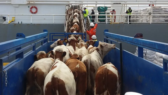 Un buque con 3.000 vacas uruguayas está varado frente a Turquía