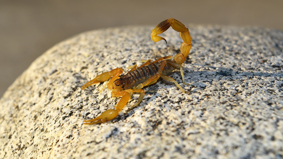 Invasión de Alacranes: cómo evitarlos en tu hogar.&nbsp;