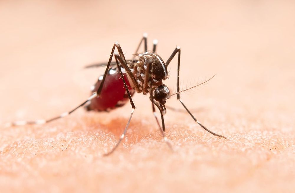 Dengue: tres personas murieron en Tucumán y los casos siguen aumentando en todo el país.