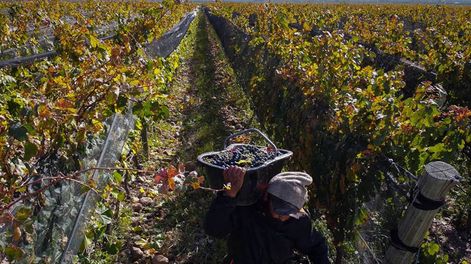 Se conocieron los datos finales de la cosecha de uva 2023: mermó un 29,4% en comparación al 2022.