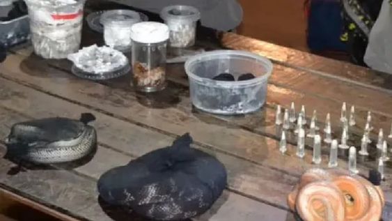 Al momento de la inspección en el sector de la bodega, se detectó la existencia de animales vivos dentro de dos valijas: en total se encontraron 90 serpientes, 236 arañas de distintas especies y un ciempiés. Foto: Gendarmería Nacional