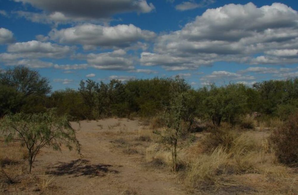 La Reserva Natural Biosfera Ñacuñán, en Santa Rosa, es la única reserva de biosfera declarada en Mendoza. El área natural protegida ofrece visitas por el día, acampes y recorrido de senderos, con “un bosque en el desierto”.