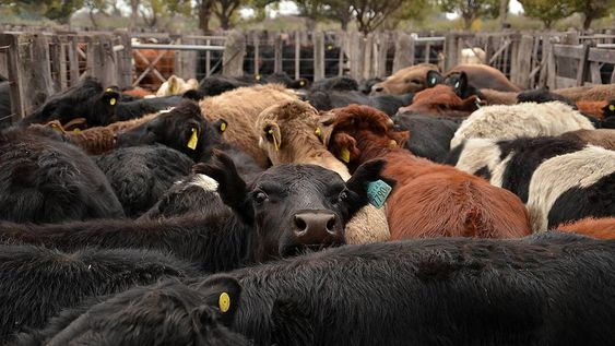 Productores locales aseguran que es factible esperar una mejora de stocks y una recuperación de los precios. Quejas por la falta de infraestructura para el desarrollo local.