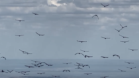 Majestuoso video: el instante en que 100 cóndores levantan vuelo en la cordillera en Tupungato. Foto: Captura Video