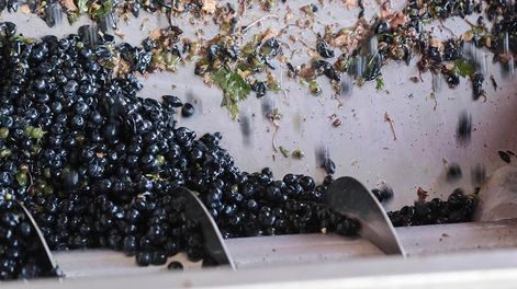 El sector vitivinícola avanza nuevamente con un proyecto de ley de uso de jugos naturales para endulzar bebidas