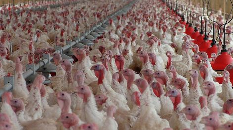 Sectores productivos están preocupados por el avance de la enfermedad en Argentina. Imagen ilustrativa.