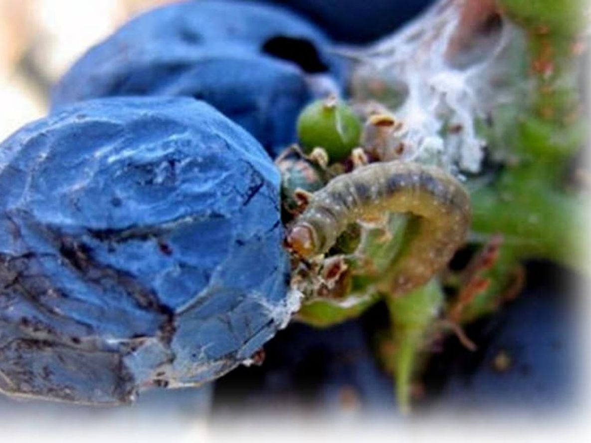 Las polillas de la posverdad