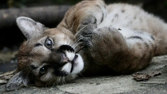 Un puma cachorro regresó tres veces al mismo punto de la ruta donde fue encontrado.