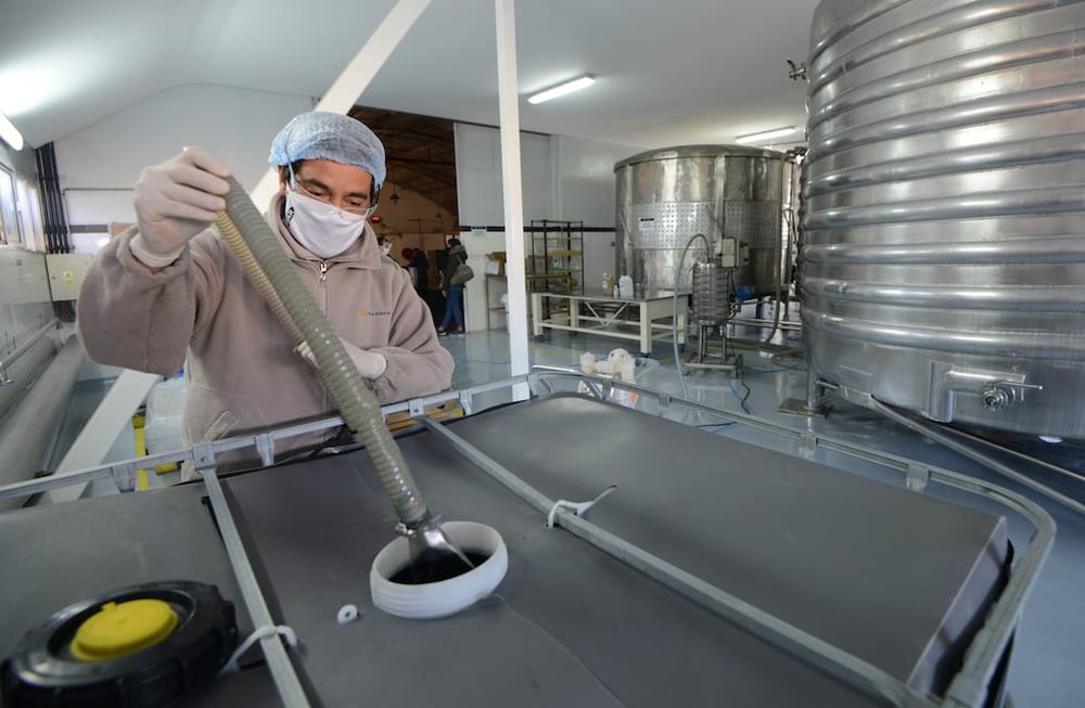 Trabajadores de la bodega Chandon en Agrelo, trabajan bajo estrictas normas de seguridad para evitar contagios de coronavirus Foto: Claudio Gutiérrez / Los Andes