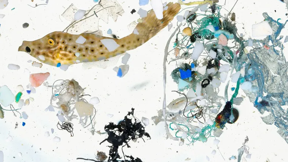 salud en riesgo: que son los microplasticos y por que invaden desde alimentos hasta la ropa