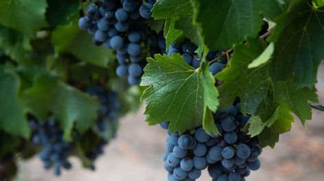 Los Andes | “Hoy tenemos un consumidor explorador”. Así describió Susana Balbo al nuevo estilo de demanda que surge desde los mercados que, tan ávidamente, recorre durante todo el año. / Foto: Ignacio Blanco / Los Andes