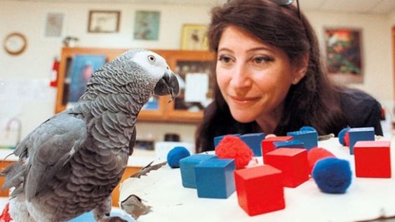 La historia de Alex, el loro gris africano que falleció hace algunos años atrás, se volvió viral en las redes y causó gran sorpresa