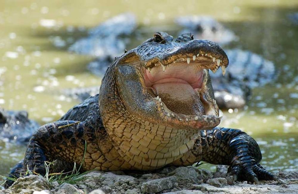 Horror en Cancún: hallaron un cadáver devorado por cocodrilos