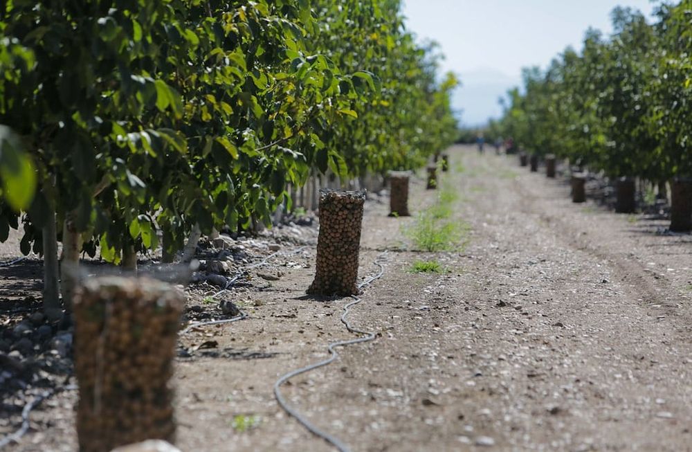 En 2020 se exportaron 7.766.866 dólares por nueces de nogal frescas o secas con cáscara (con un volumen de 3.360 toneladas) desde nuestra provincia. / Foto: Los Andes