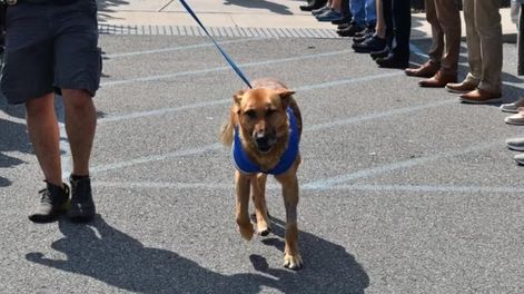 Norbi, el malinois belga, se deberá hacer reposo por algunos días antes de volver a sus funciones en la fuerza policial. Foto: Troy Police Department / Facebook