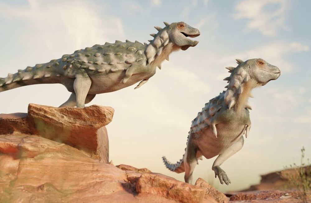 Reconstrucción de Jakapil kaniukura, el primer dinosaurio tireóforo de su tipo para Argentina y para Sudamérica. Foto: Mauricio Álvarez y Gabriel Díaz Yanten.