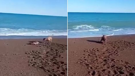 Un pitbull atacó a un cachorro de lobo marino y buscan al dueño.