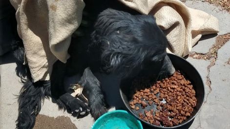 Los Andes | Es bombera, casi pierde su brazo por una bala y le salvó la vida a una perrita coja en un zanjón. Foto: Facebook Bomberos Voluntarios de Godoy Cruz.