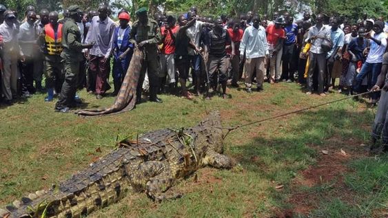 El animal aterrorizó durante años a un pueblo aislado del país africano, donde los lugareños aseguraban que era “inmortal”. Foto: Gentileza