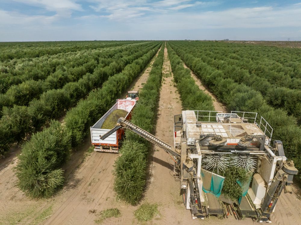 La olivicultura tiene perfiles diferentes en Mendoza y San Juan, pero en las dos provincias se apuesta a la calidad y a captar mercados. Foto: Gentileza Cámara Olivícola de San Juan