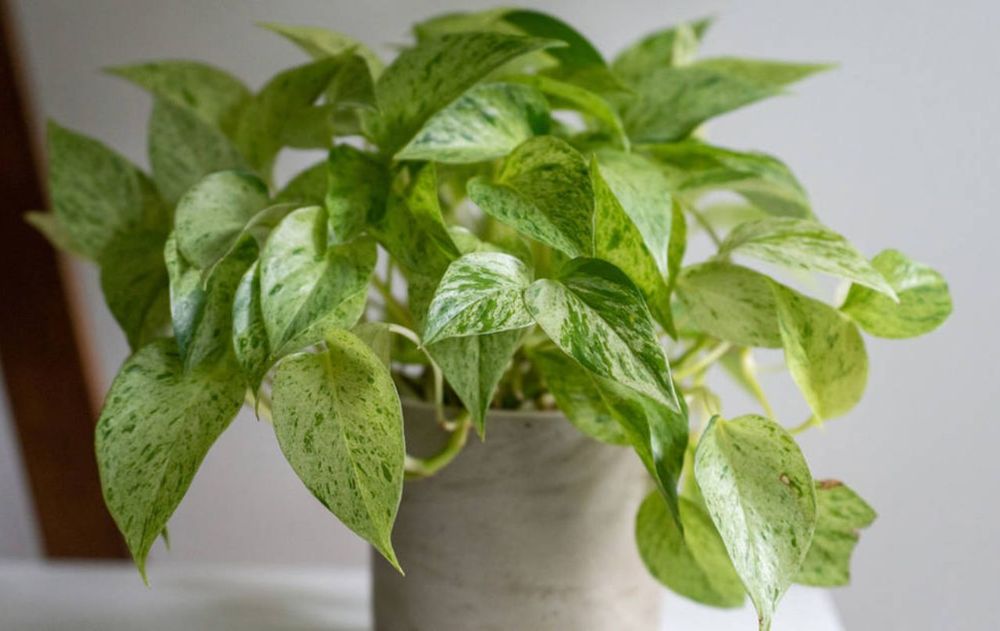 Es una planta sencilla, agradable y funcional para ayudarla a crecer dentro de casa sin cuidados especiales.