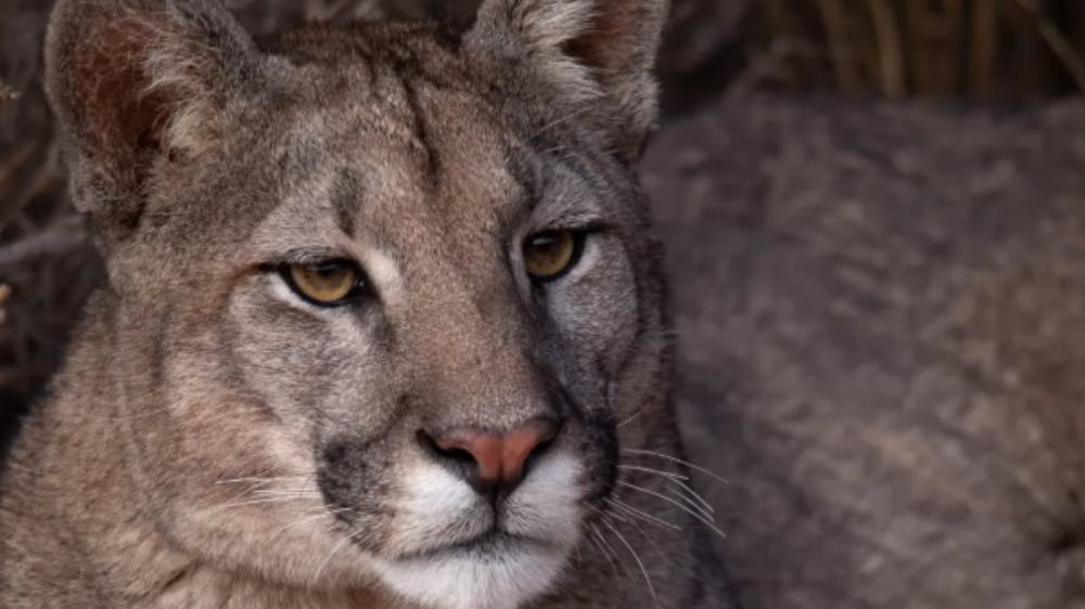 Pumas, guanacos, roedores y aves: fantásticas fotos y videos de los animales de la Cordillera en su día. Foto: Martín Perez (Instagram @cuyo.birding.3)