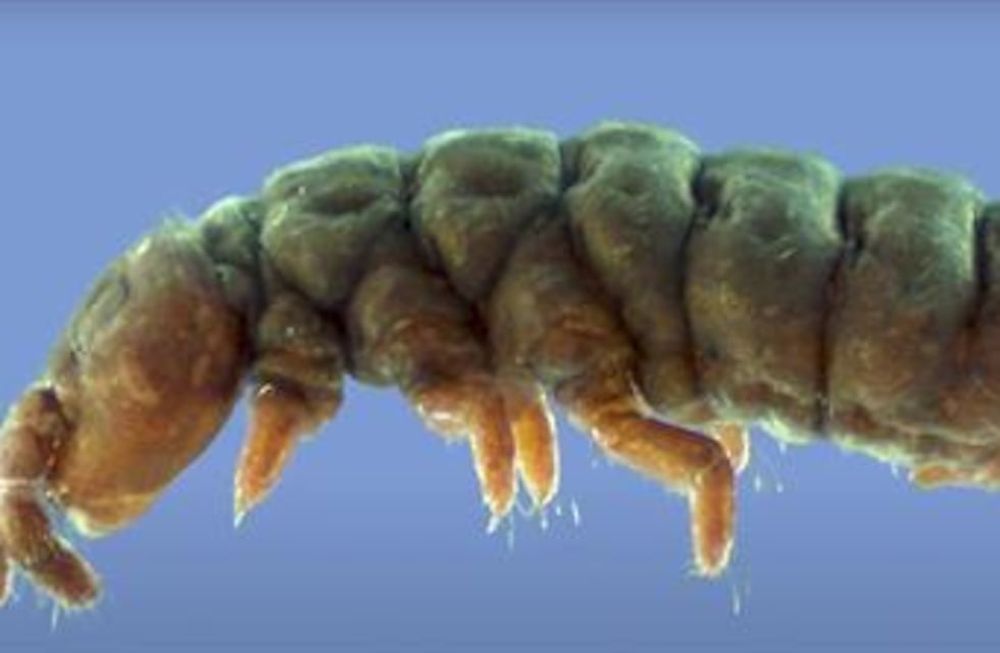 Una criatura primitiva parecida a un insecto, que ha sobrevivido a 30 eras glaciales, fue redescubierta recientemente en la Antártida por un equipo de científicos que la estuvo buscando durante décadas.