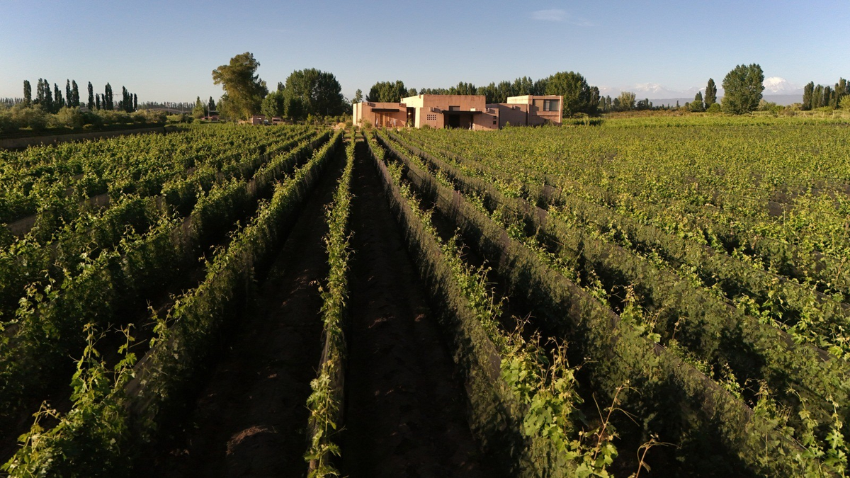 Antropología y agroindustrias: el viñedo como patrimonio cultural