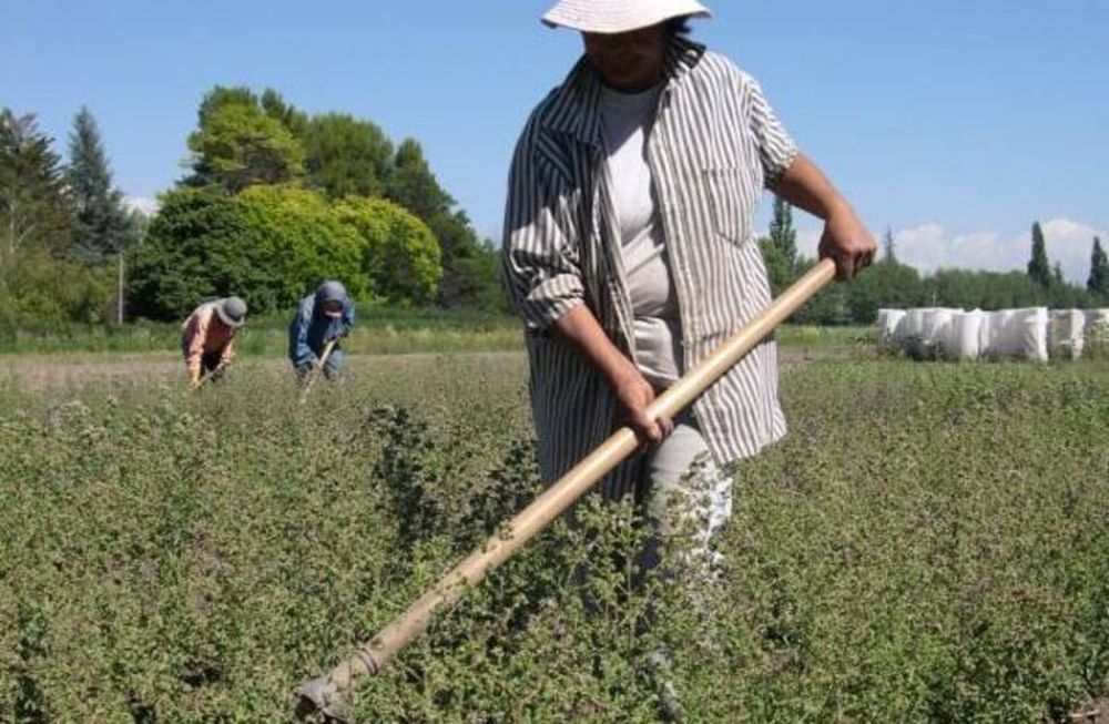 La solicitud de registro de la Indicaci&oacute;n Geogr&aacute;fica (IG) para el or&eacute;gano de San Carlos, Mendoza fue hecha en 2024, finalmente se confira el reconocimiento.&nbsp;