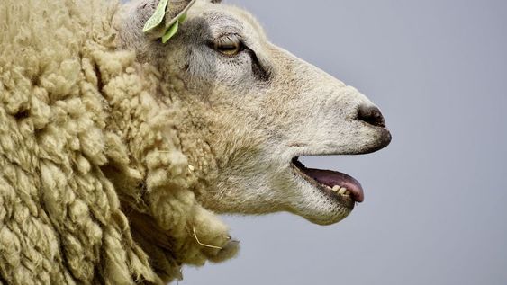 Las ovejas saltaban más alto que las cabras, y eso nunca sucede. Lógico, porque se comieron alrededor de 300 kilogramos de cannabis dijo el productor