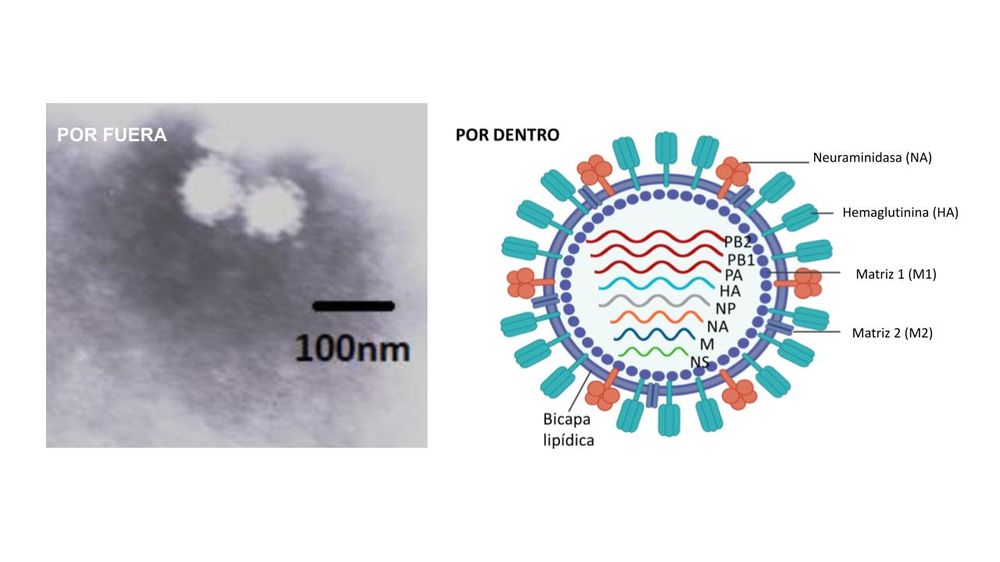Estructura del virus de la gripe tipo A H1N1. Por fuera: la partícula viral es esférica con espículas, de tamaño 10 veces menor a un milésimo de milímetro, por lo que solo se puede observar bajo un microscopio electrónico de muy alta sensibilidad. Por dentro: el diagrama muestra los 8 segmentos genéticos organizados en la partícula viral cubierta de membrana de lípidos ‘adornada’ con las proteínas hemaglutinina (HA), neuraminidasa (NA), matriz 1 (M1) y matriz 2 (M2) (C. Sosa-Holt, 2022)