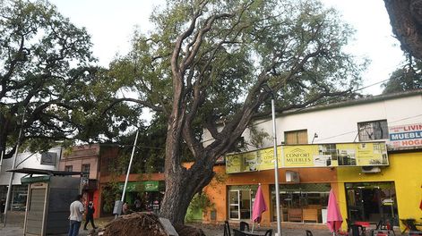 Los Andes | El viento bajó al llano después de las 14 en el Gran Mendoza y causó varios inconvenientes. En la Alameda, en Ciudad, el Zonda arrancó de raíz un añoso árbol. Foto: José Gutierrez/ Los Andes