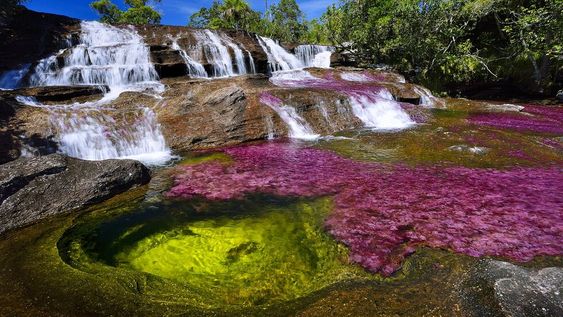 Los particulares colores del río Caño Cristales se deben a una planta acuática endémica llamada Macarenia clavigera, que florece entre junio y diciembre y danza en las aguas jugando con los rayos solares.